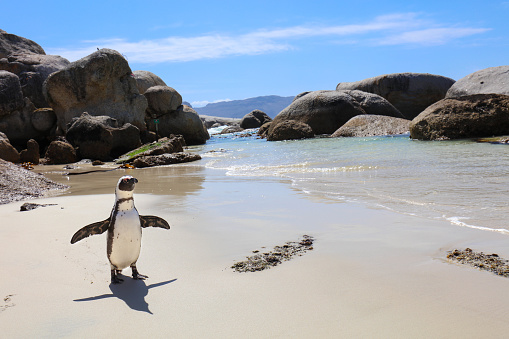 Warm welcome from South African penguin. I took the picture right as the penguin spread its flippers as if to greet me to this secluded paradise.