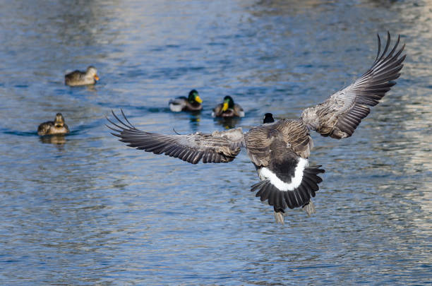 istock Canada Goose Landing on the Water 906414522