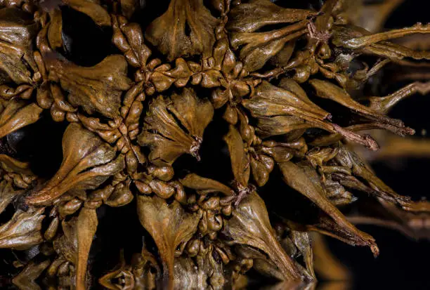 Nature Abstract: Close Look at the Seed Pod of a Sweetgum Tree