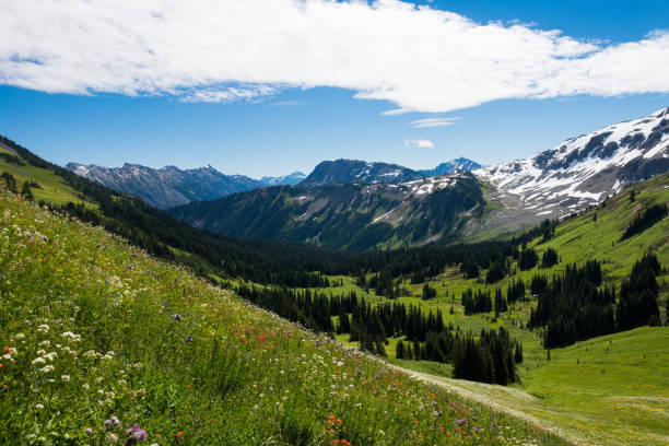 istock Mountain wildflowers in bloom 906417346