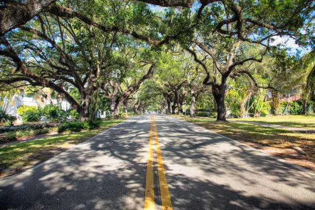 istock Miami Coral Gables street under tree canopy sunny with shadows 906419858