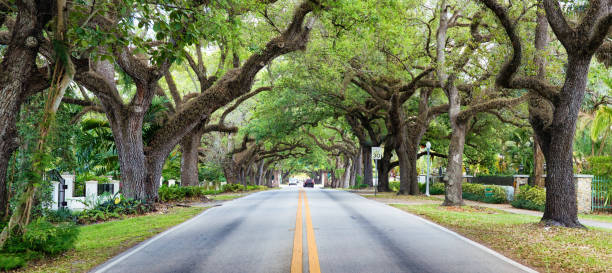 Miami Coral Gables street under tree canopy panorama