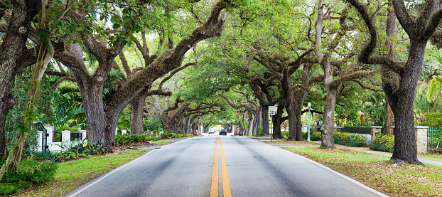 Miami Coral Gables street under tree canopy panorama with a speed limit sign and distant cars.