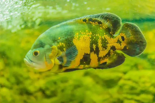 Photo of Cute oscar fish (Astronotus ocellatus) is a species of fish from the cichlid family known under a variety of common names, including tiger oscar, velvet cichlid, and marble cichlid.