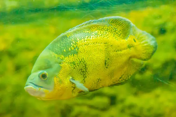 Photo of Cute oscar fish (Astronotus ocellatus) is a species of fish from the cichlid family known under a variety of common names, including tiger oscar, velvet cichlid, and marble cichlid.