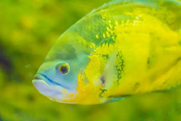 Photo of Cute oscar fish (Astronotus ocellatus) is a species of fish from the cichlid family known under a variety of common names, including tiger oscar, velvet cichlid, and marble cichlid.