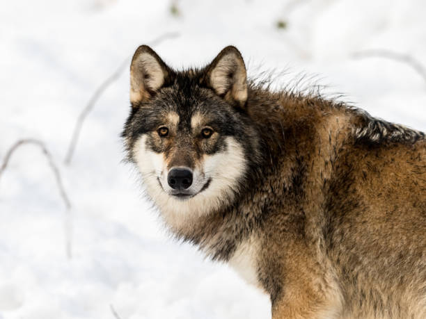 istock Gray wolf, Canis lupus, looking in camera. with snow in the background. 906425114