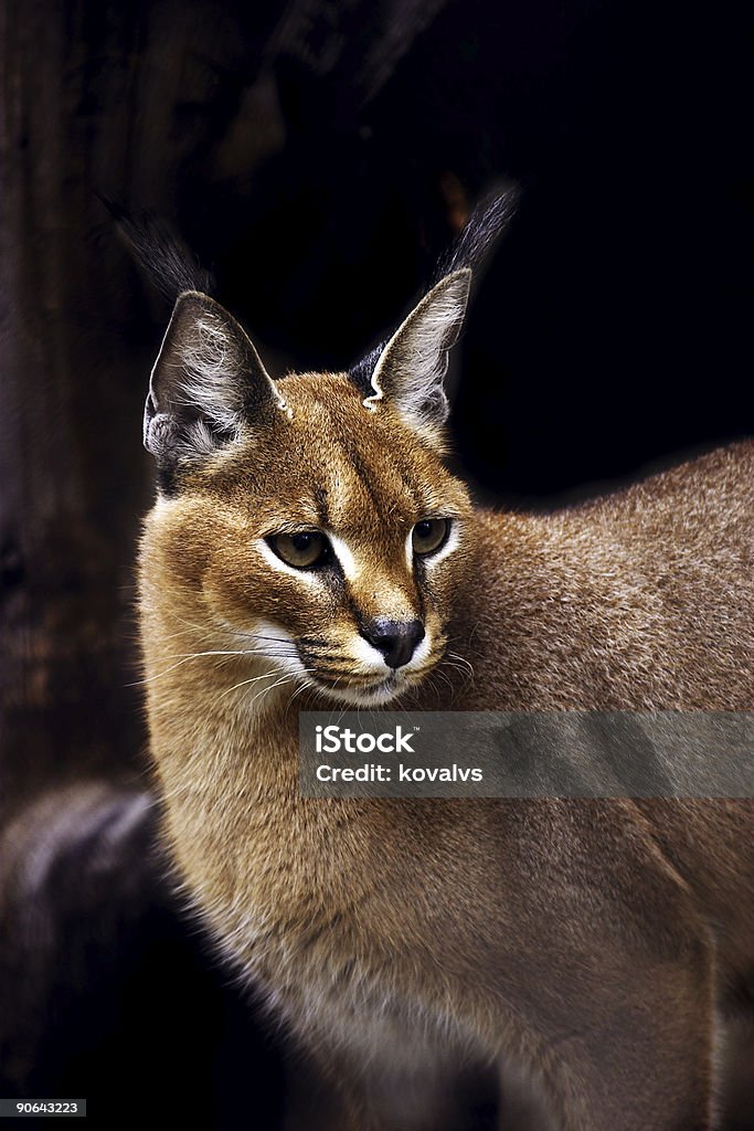 Lince del deserto - Foto stock royalty-free di Albero