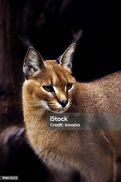 Lince Del Deserto - Fotografie stock e altre immagini di Albero - Albero, Albero tropicale, Ambientazione esterna