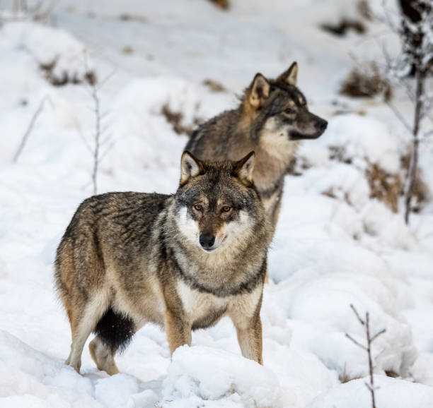 istock Two gray wolfs, Canis lupus, standing in snow 906435458