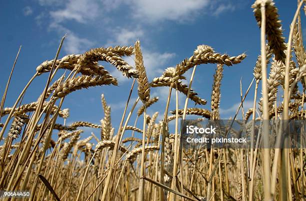 Grain Stalks Stock Photo - Download Image Now - Blue, Cereal Plant, Color Image