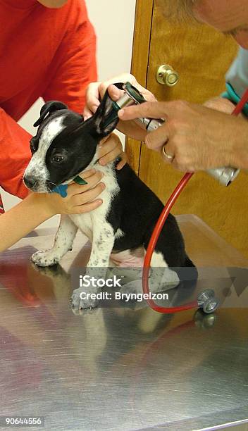 Foto de Primeira Viagem Ao Veterinários e mais fotos de stock de Animal - Animal, Animal de estimação, Aço