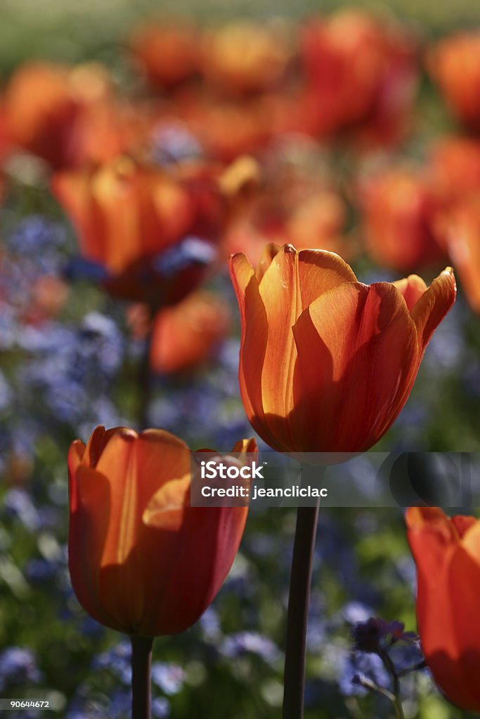 Tulipanes 05 - Foto de stock de Azul libre de derechos