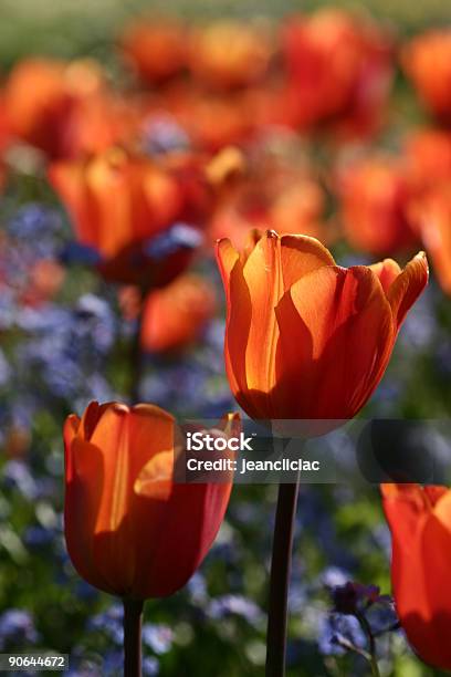 Tulipanes 05 Foto de stock y más banco de imágenes de Azul - Azul, Botánica, Buqué