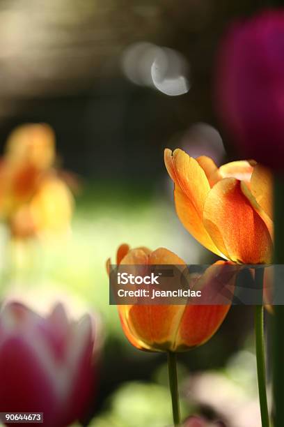 Túlipas 07 - Fotografias de stock e mais imagens de Botânica - Ciência de plantas - Botânica - Ciência de plantas, Bouquet, Cabeça de Flor