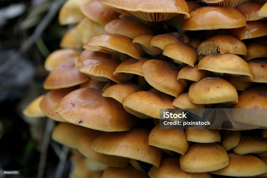 Cogumelos - Royalty-free Ao Ar Livre Foto de stock