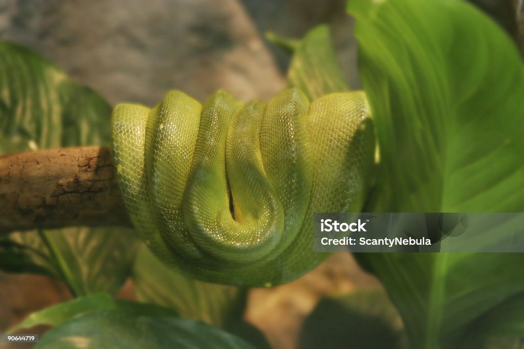 Serpiente - Foto de stock de Aire libre libre de derechos