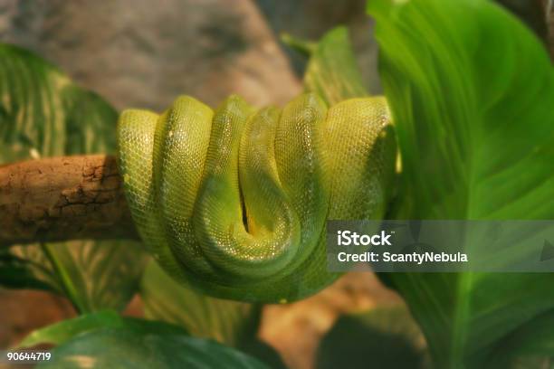 Serpiente Foto de stock y más banco de imágenes de Aire libre - Aire libre, Alimentos con una mordida, Animal