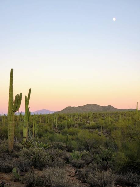 istock Saguaro National Park, Tucson, Arizona 906447748