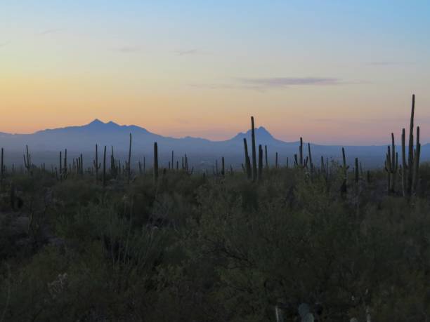 istock Saguaro National Park, Tucson, Arizona 906447758