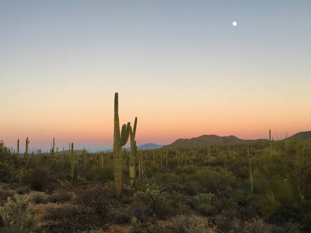 istock Saguaro National Park, Tucson, Arizona 906447766