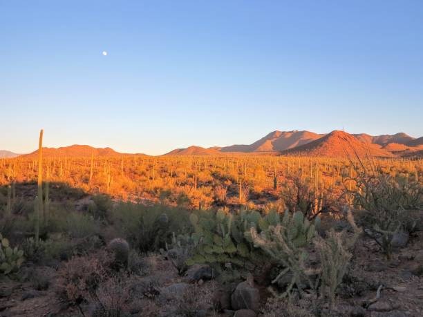 istock Saguaro National Park, Tucson, Arizona 906447786