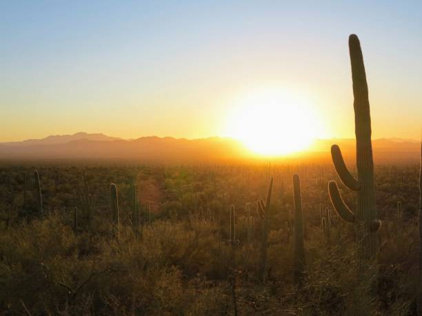 istock Saguaro National Park, Tucson, Arizona 906447806