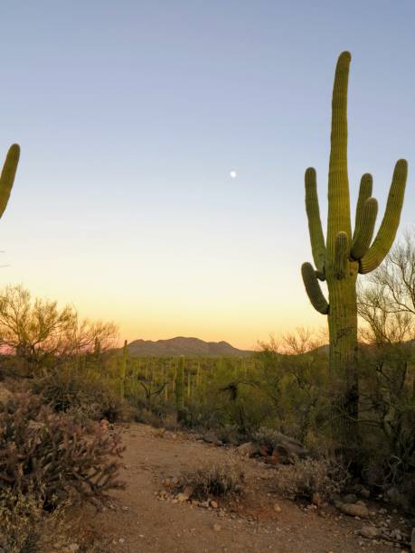 istock Saguaro National Park, Tucson, Arizona 906447832