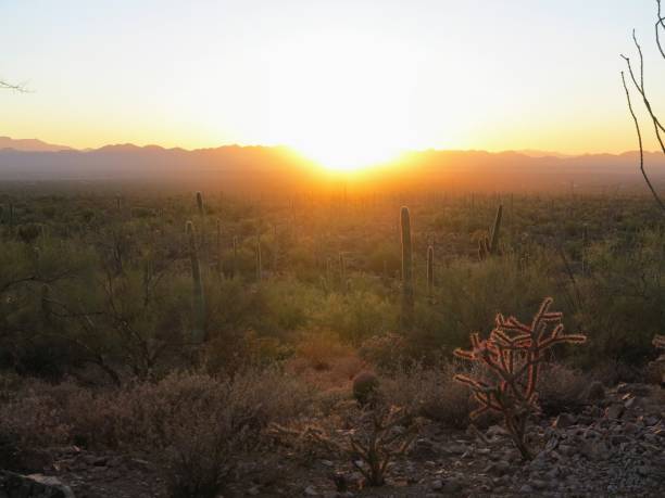 istock Saguaro National Park, Tucson, Arizona 906447838