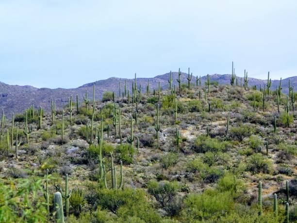 istock Saguaro National Park, Tucson, Arizona 906447868