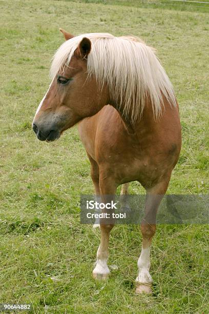 Horse Stockfoto und mehr Bilder von Bayern - Bayern, Deutschland, Dominanz