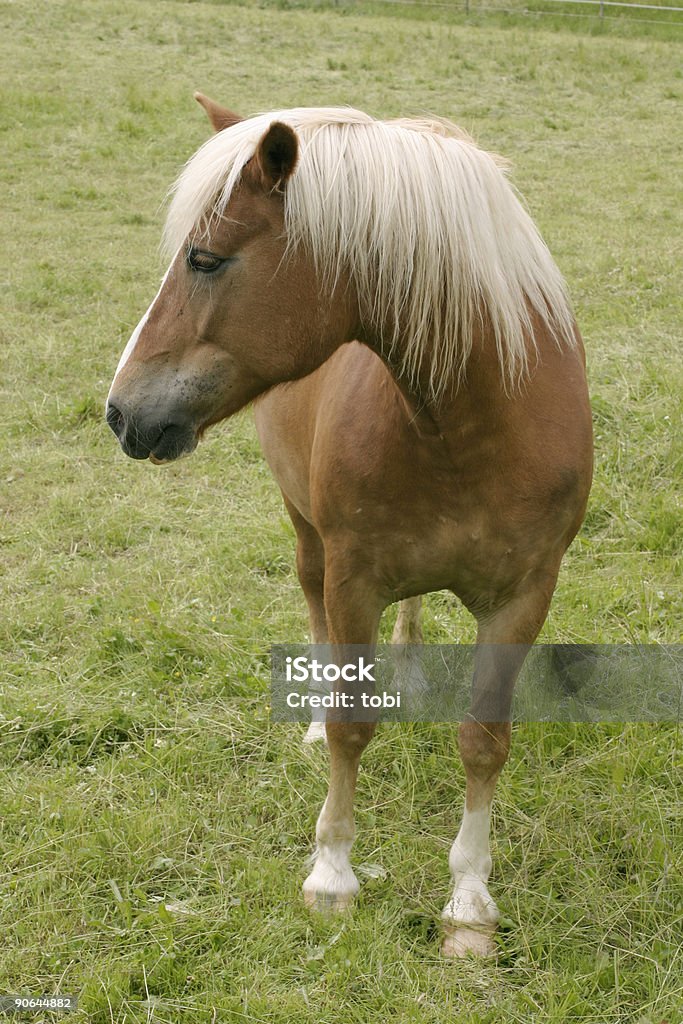 лошадь - Стоковые фото Бавария роялти-фри