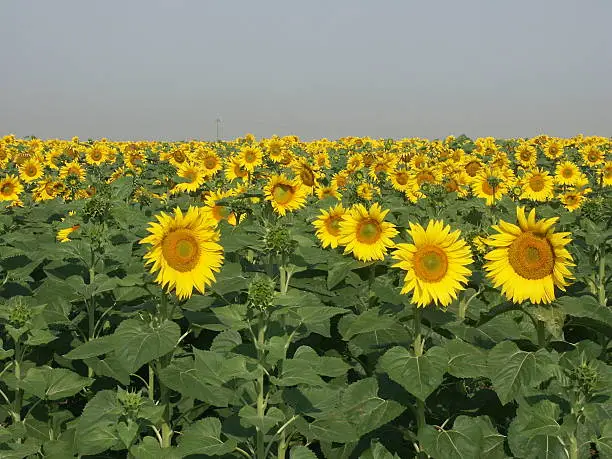 Photo of Sunflowers field closeby