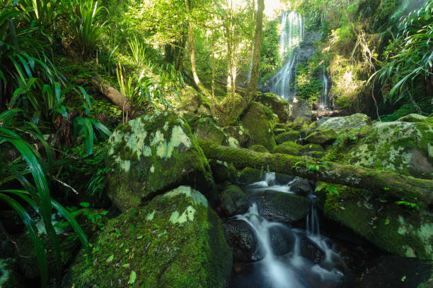 In the Australian rainforest stock photo