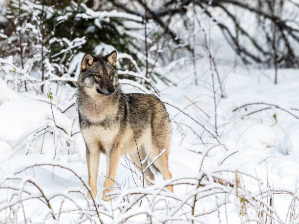istock Gray wolf, Canis lupus, standing towards camera, looking right, in a snowy winter forest. 906450014