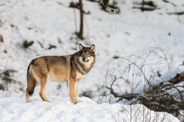 istock Grey wolf, Canis lupus, standing and looking towards cameraa, in a snowy winter forest. 906450064