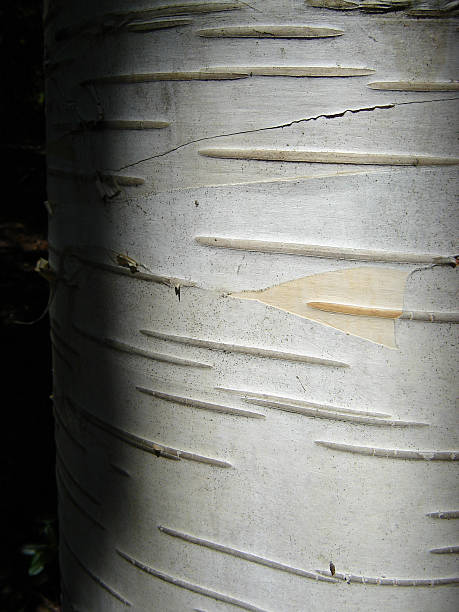birch stock photo