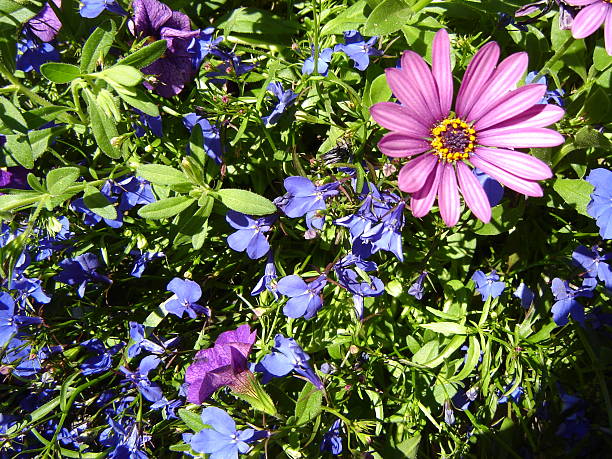 Flower bush stock photo