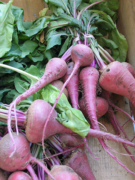 Fresco orgânico Beets Chioggia - fotografia de stock