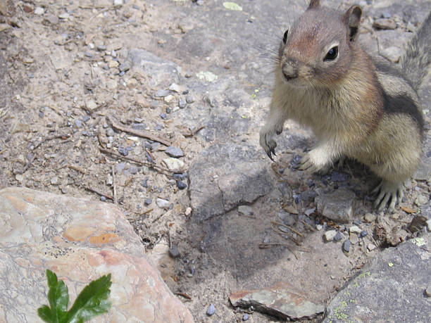 Squirrel in Rockies stock photo