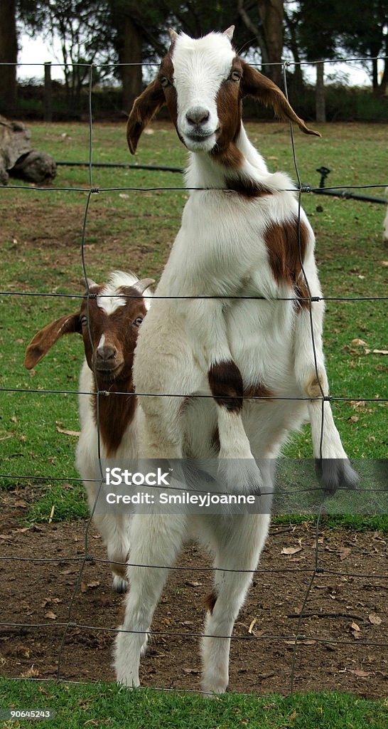 Tiere-Ziegen - Lizenzfrei Agrarbetrieb Stock-Foto