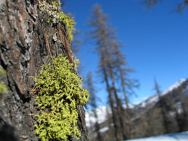 trees stock photo