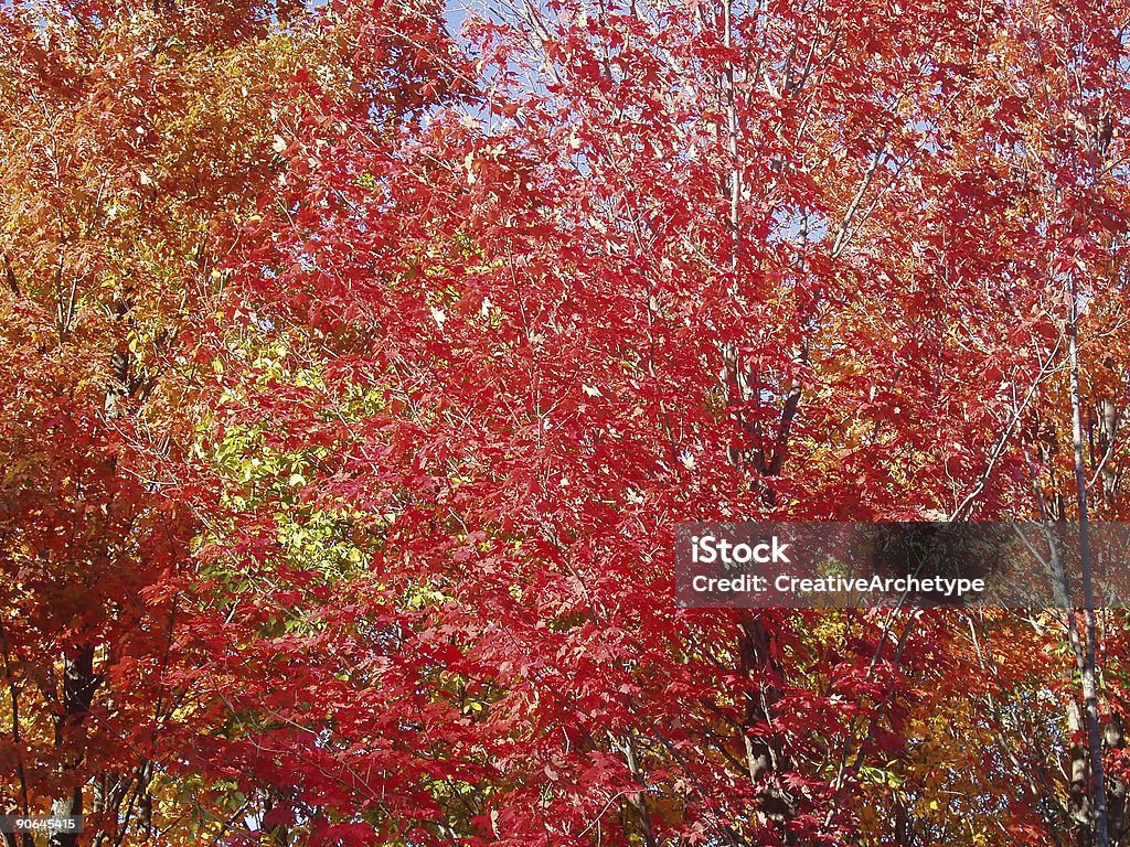 Autumn Colors Red Fall Foliage  Autumn Stock Photo