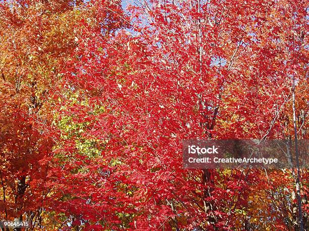 Autumn Colors Red Fall Foliage Stock Photo - Download Image Now - Autumn, Color Image, Colors