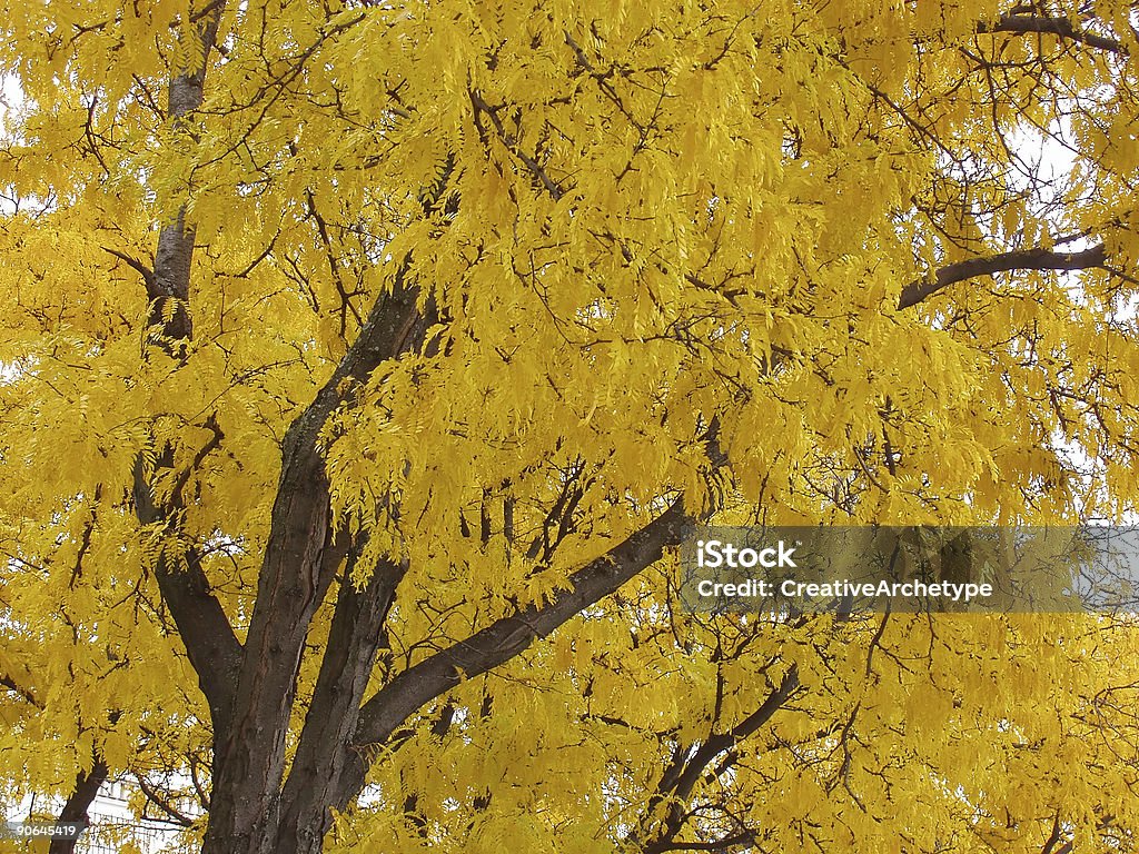 Cores Árvore de outono outono amarelo - Royalty-free Amarelo Foto de stock