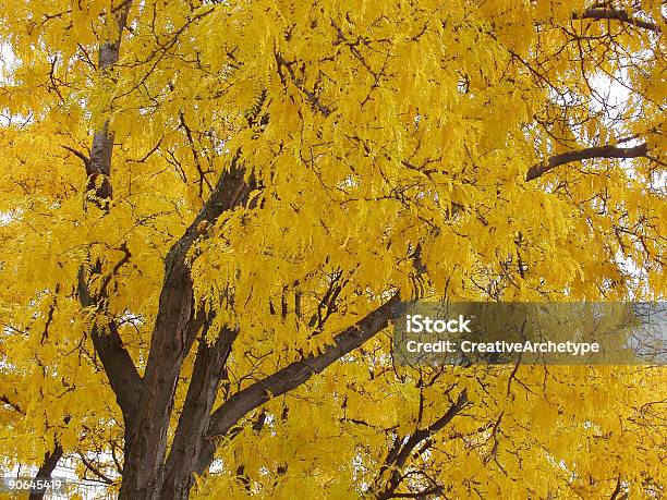 Cores Árvore De Outono Outono Amarelo - Fotografias de stock e mais imagens de Amarelo - Amarelo, Ao Ar Livre, Beleza