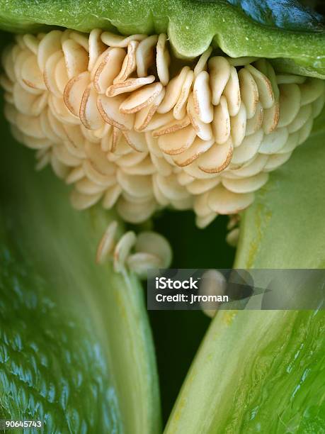 Pimienta Semillas Poblano Foto de stock y más banco de imágenes de Alimento - Alimento, Calor, Chile poblano