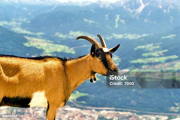 Alpcapra - Fotografie stock e altre immagini di Alpi - Alpi, Alpinismo, Ambientazione esterna