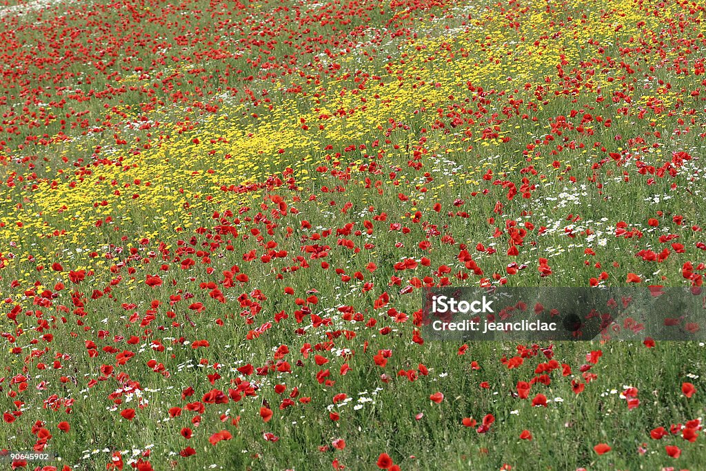 poppies - Lizenzfrei Baumblüte Stock-Foto