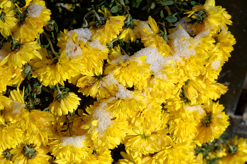snow covered yellow chrysantemum flower at the sunny winter day